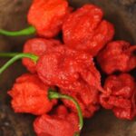 Rahasia Khasiat Pedas Habanero MANDIRI yang Luar Biasa