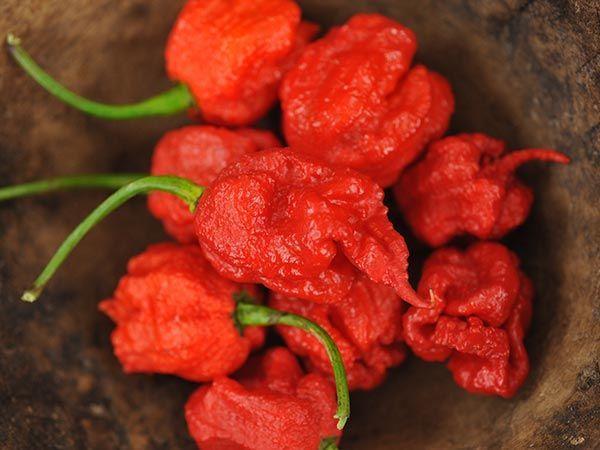 Rahasia Khasiat Pedas Habanero MANDIRI yang Luar Biasa