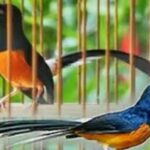 5 Trik Agar Burung Gacor Bagus dalam Waktu Singkat