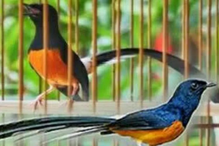 5 Trik Agar Burung Gacor Bagus dalam Waktu Singkat